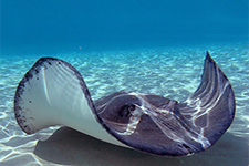 Dive Tatapouri 225x150