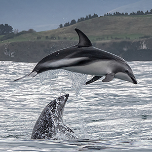 Dolphin Encounter Sq 300