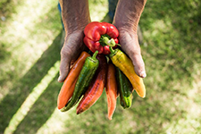 Gisborne Farmers Market 225x150