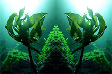 Ocean Organics 225x150