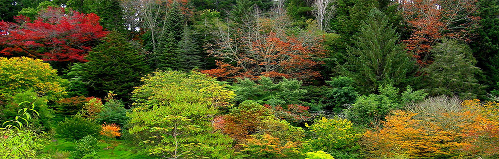 Eastwoodhill Trees 1000x320