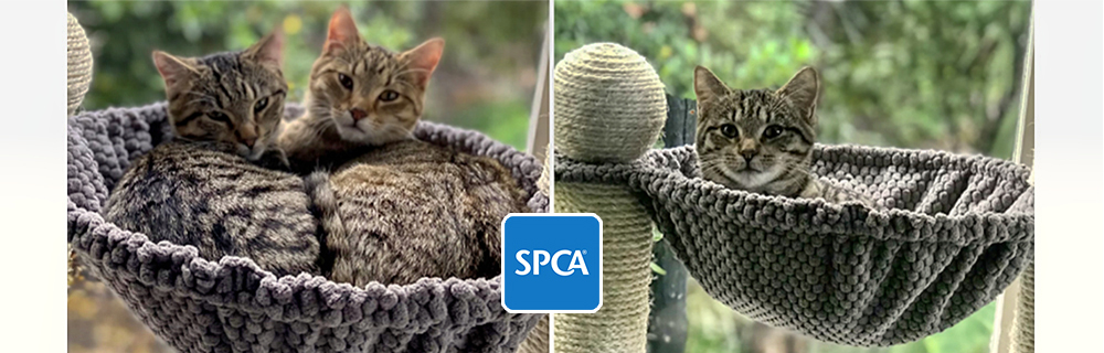 SPCA 4 CAT Basket 1000x320 with SPCA logo