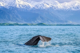 Whale Kaikoura Canterbury Miles Holden 400x267