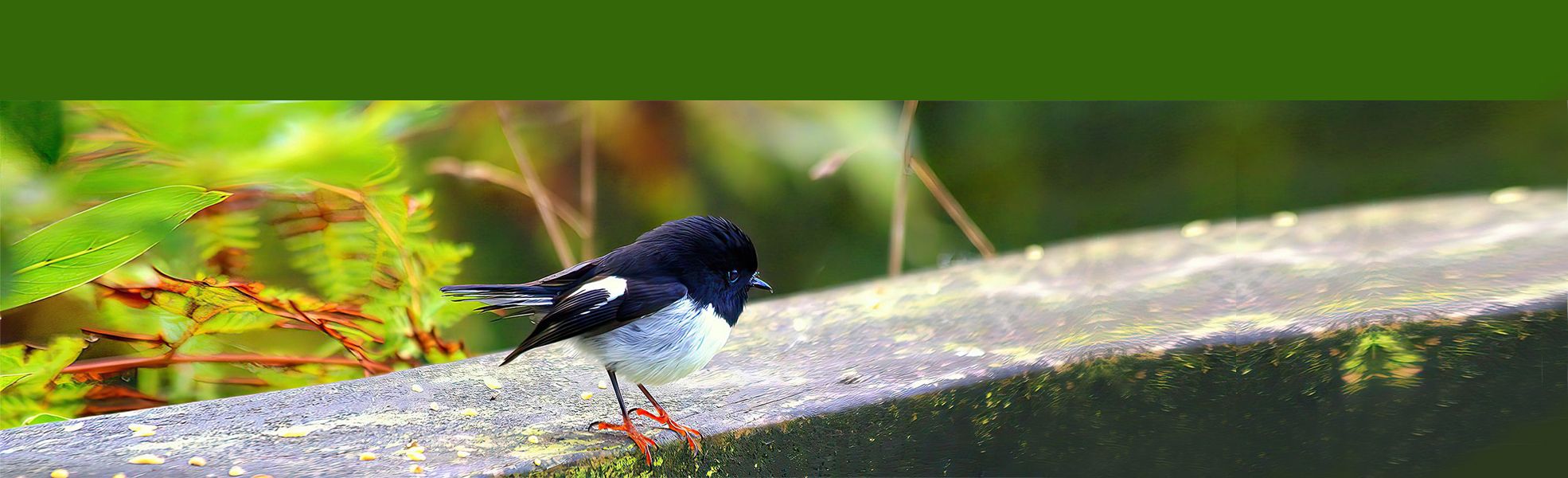 Tomtit MOTU Whinray Scenic Reserve Gisborne NZ 1