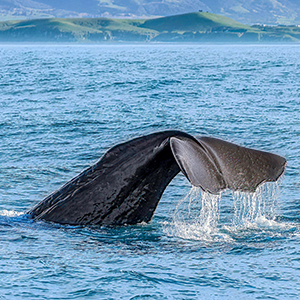 Whale Kaikoura Sq300