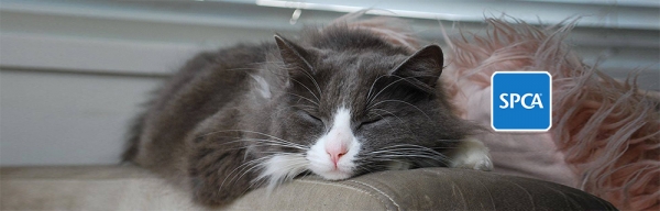 SPCA CAT Sleeping 1000x320 with SPCA logo2