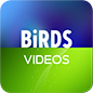 Birds Photos Videos Gisborne NZ3