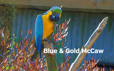Blue Gold McCaw 400x251