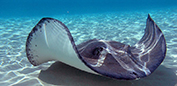 Dive Tat Stingray 177x86