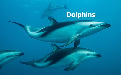 Dolphins 400x252