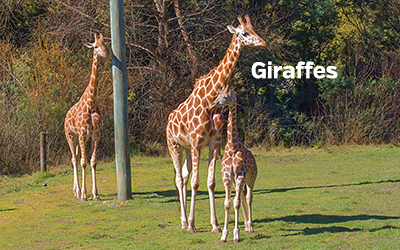 Giraffes 400x251