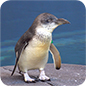 International Antartic Centre Penguin 86