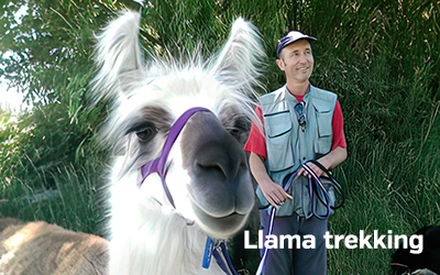 Llama trekking 400x251