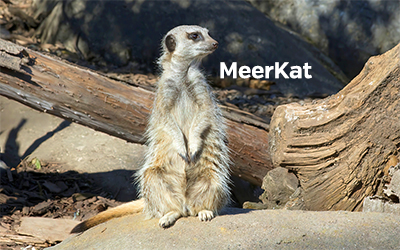 MeerKat 400x251