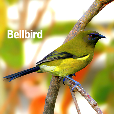 NZ Biird Bellbird 400 sq3