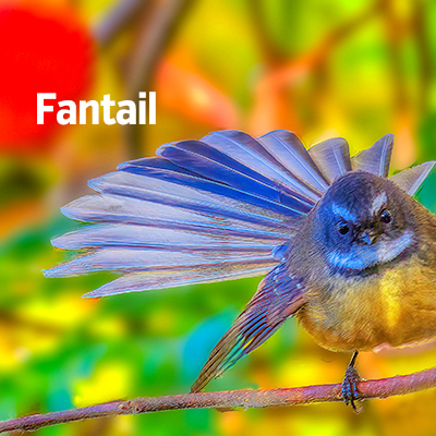 NZ Biird Fantail 4 sq