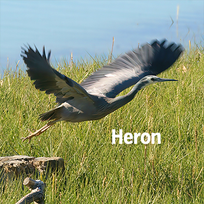 NZ Biird Heron 400sq3