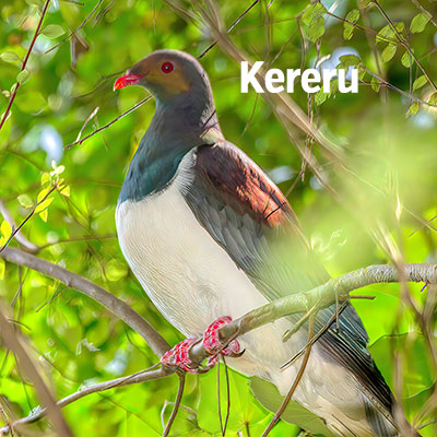 NZ Biird Kereru 400sq2