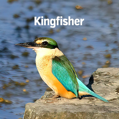 NZ Biird Kingfisher 400sq2
