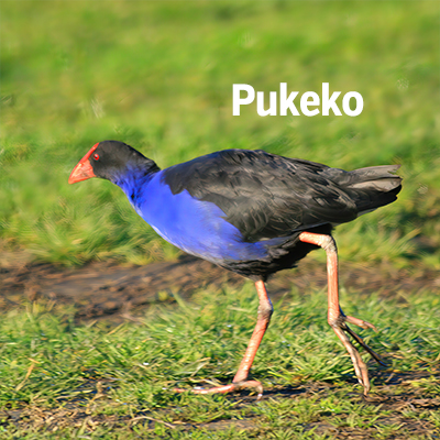 NZ Biird Pukeko 400sq