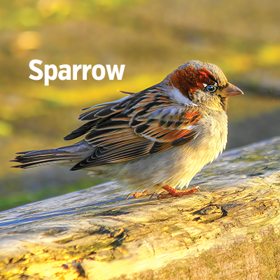 NZ Biird Sparrow 400sq2