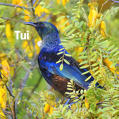 NZ Biird Tui 400sqt4