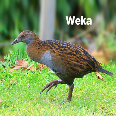 NZ Biird Weka 400sq3