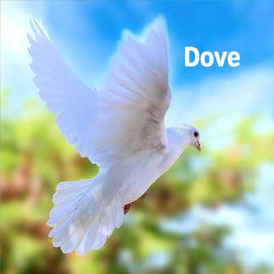 NZ Biirds Dove 400sqt