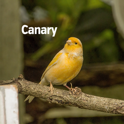 NZ Biirds Gisborne Canary