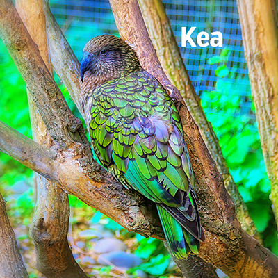NZ Biirds KEA 400sq2