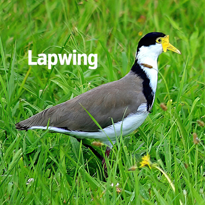 NZ Biirds Lapwing 400sq
