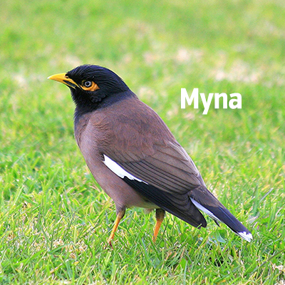 NZ Biirds Myna Gisborne Sq400