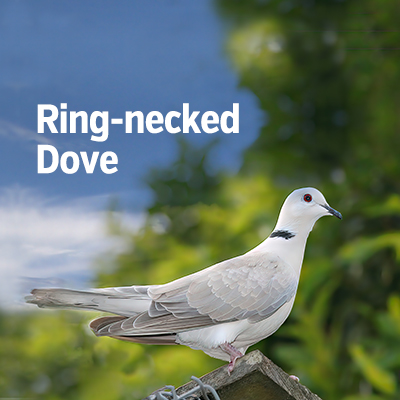 NZ Biirds Ring necked Dove Sq