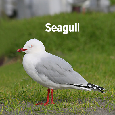 NZ Biirds Seagull 400