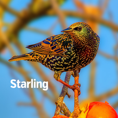 NZ Biirds Starling 400sq