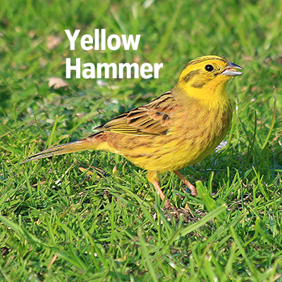 NZ Biirds Yellow Hammer Sq400