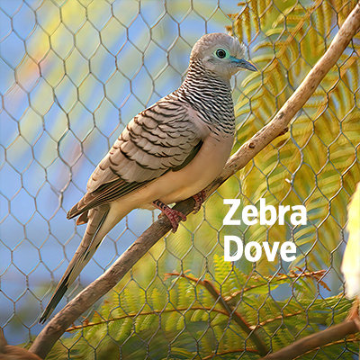 NZ Biirds Zebra Dove 401
