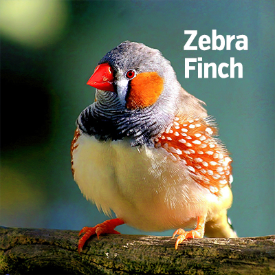 NZ Biirds Zebra Finch 400