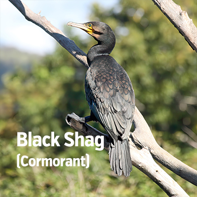 NZ Biirds set BlackShag