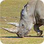 Orana Wildlife Park Rhino 86