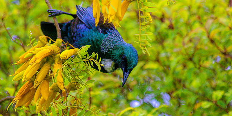 Gisborne 'TUI' (Parson Bird)