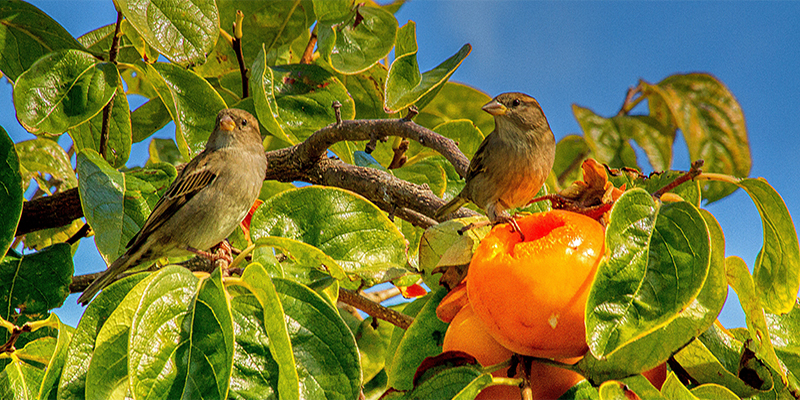 Gisborne. Sparrows dining out on Persimmon