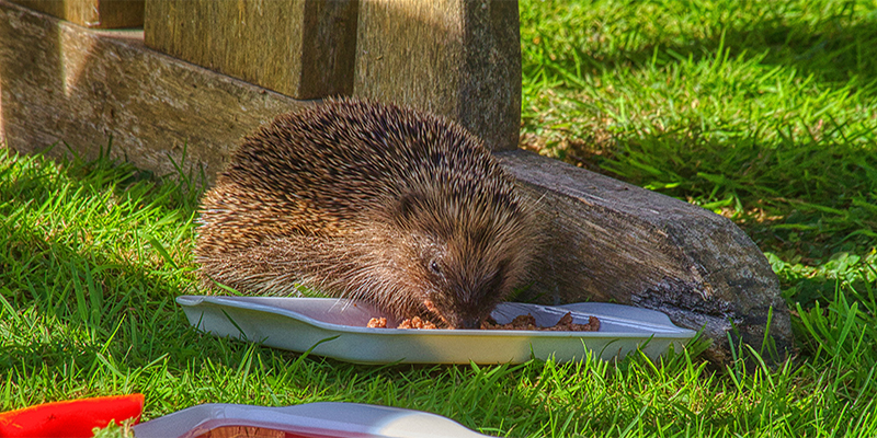 Gisborne. Hedgehog hunger in Lockdown