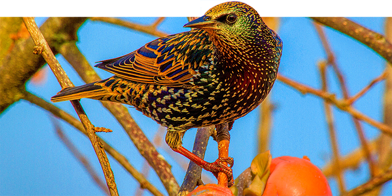 Gisborne. Starling among the Persimmon