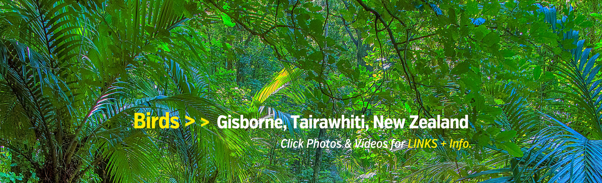 Birds Gisborne New Zealand Photos Videos 1970600