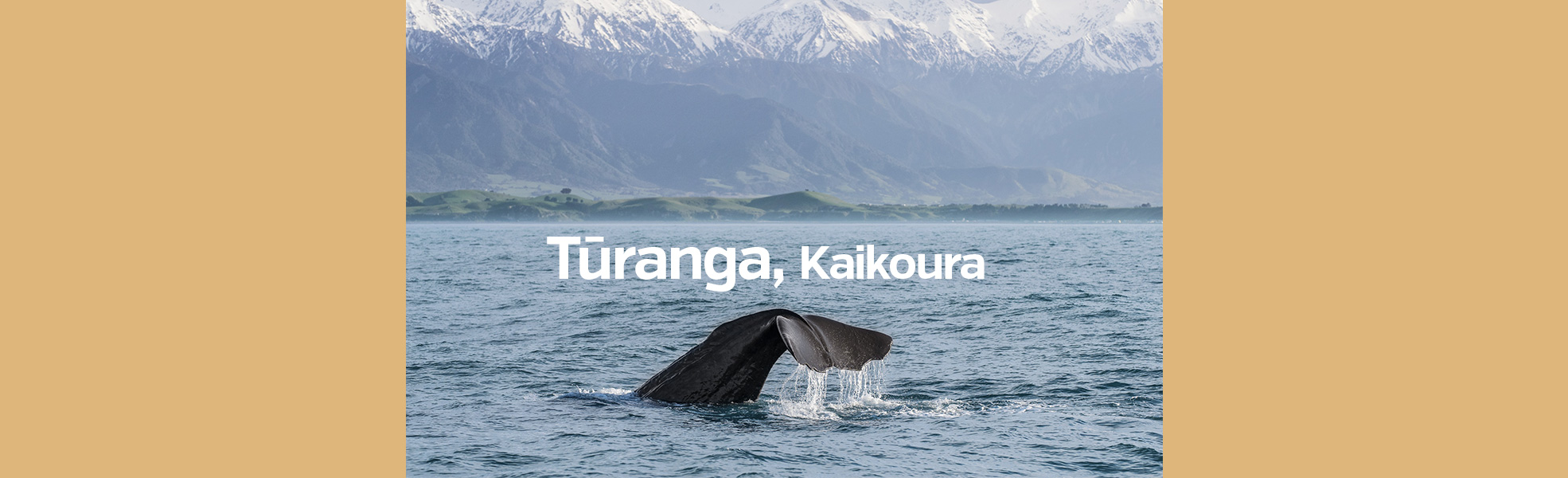 Turanga Kaikoura 1970x600 Header