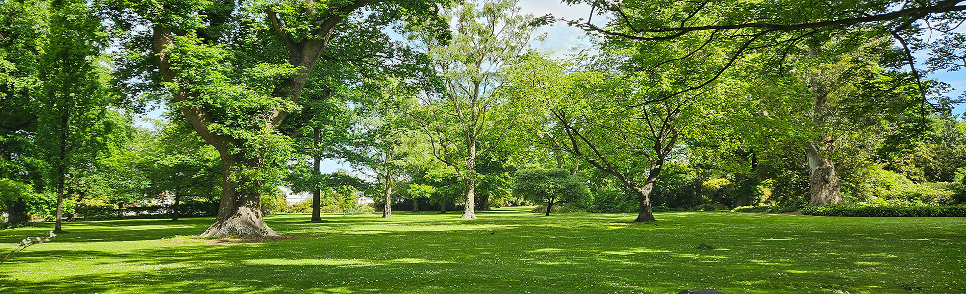 Riccarton House Bush landscape