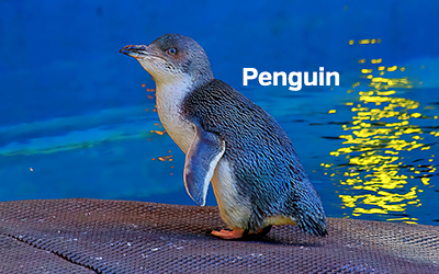 Penguin 400x251