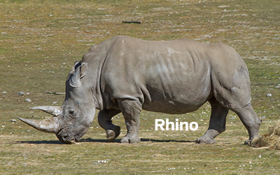 Rhion 400x251