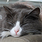 SPCA Gisborne Sq87